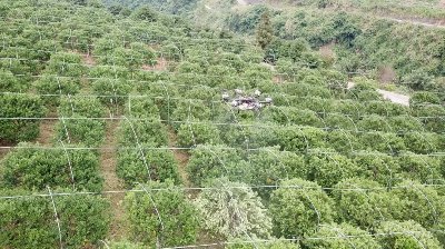 常锋天马无人机按垄飞行果树植保作业